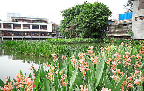 美丽的水百合花瓣反思花朵热带池塘园艺荒野宏观花园公园图片