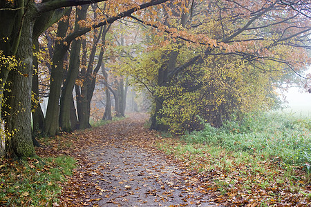 清晨秋秋初 公园中雾雾的清晨天气树叶森林薄雾风景情绪绿色叶子气氛地毯图片