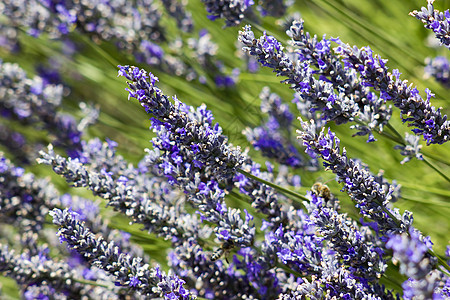 熏衣草花疗法蕾丝出处香水草本植物蓝色背景宏观场地植物图片