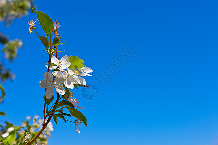 浅蓝色背景苹果花的图片照片蓝色生活花瓣植物群雌蕊宏观季节植物果园园艺背景图片