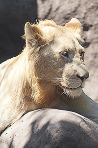 白狮子在动物园的树荫下休息鬃毛哺乳动物胡须水平动物荒野野生动物食肉狮子棕色图片