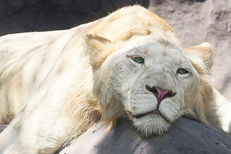 白狮子在动物园的树荫下休息胡须食肉危险毛皮荒野野生动物狮子猫科动物水平哺乳动物图片