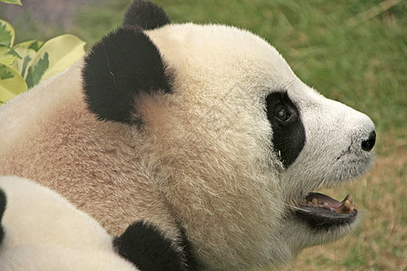 大型熊熊大熊中国梅兰诺莱乌卡岛 中国熊猫哺乳动物大熊猫动物黑色黑色素图片