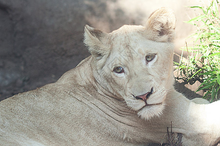 白狮子在动物园的树荫下休息荒野头发野生动物动物危险哺乳动物棕色鬃毛黄色食肉图片
