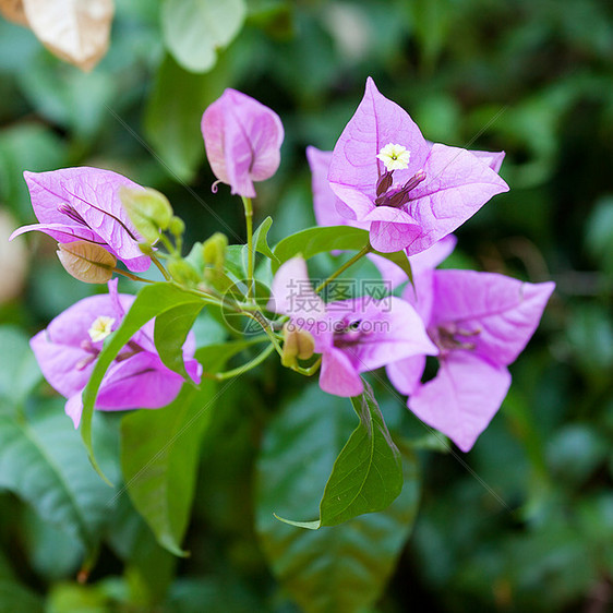 绿树上的粉红花生态叶子孤独环境花园季节植物学木头绿色植物生长图片