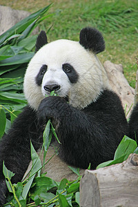 大型熊熊大熊中国梅兰诺莱乌卡岛 中国绿色哺乳动物叶子树叶熊猫大熊猫黑色素竹子动物黑色图片