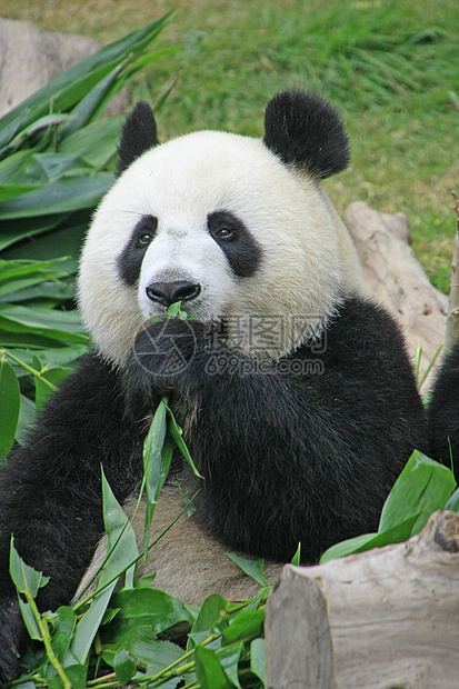 大型熊熊大熊中国梅兰诺莱乌卡岛 中国绿色哺乳动物叶子树叶熊猫大熊猫黑色素竹子动物黑色图片