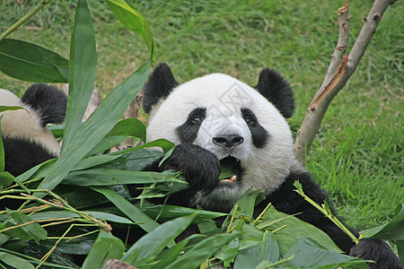 大型熊熊大熊中国梅兰诺莱乌卡岛 中国树叶熊猫叶子动物绿色竹子大熊猫黑色素哺乳动物黑色背景图片