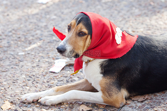 披着围巾的狗躺在地上庇护所宠物朋友白色哺乳动物动物红色衣领犬类猎犬图片