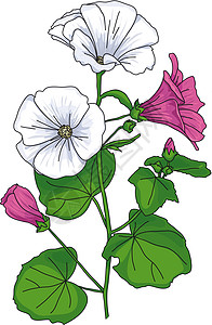 美丽的鲜花季节粉色植物学作品玫瑰生长植物群树叶花束花瓣图片