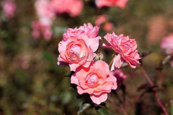 园圃中美丽的玫瑰的本色脆弱性水平宏观花瓣红色叶子订婚花园框架绿色图片