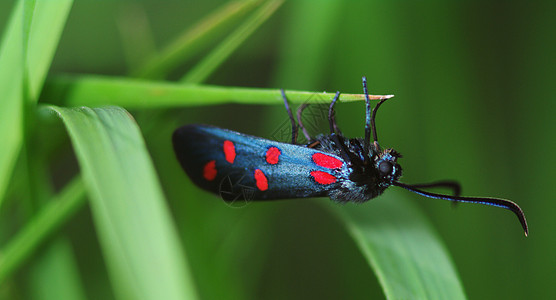六点Burnet Zygaena 菲利平极蓝色天线昆虫红色绿色蝴蝶图片