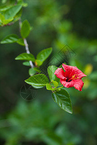 绿树上的中国红玫瑰植物群雌蕊叶子热带玫瑰蔷薇装饰品草本植物美丽花园图片
