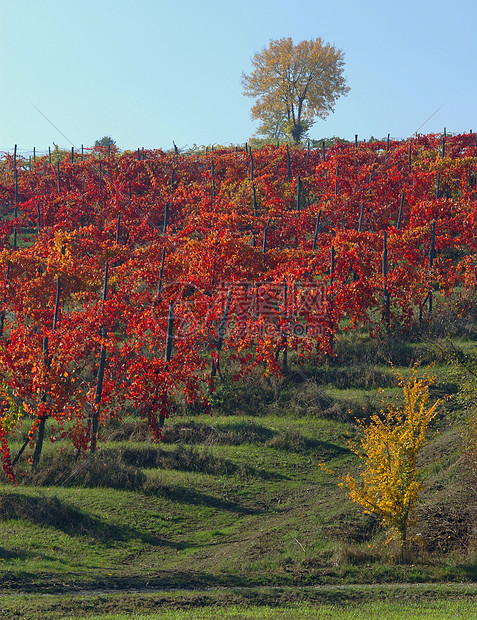秋天的葡萄院图片
