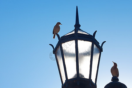 两条旧灯笼和两只鸟对着蓝天夫妻创造力黑色建筑学天空蓝色街道建筑灯泡玻璃图片