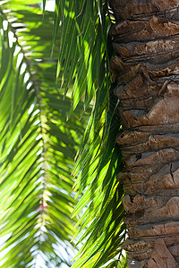 阳光照耀的椰枣树叶树梢植物池塘气候叶子植物学热带蓝色树干天空图片