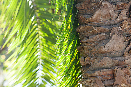 阳光照耀的椰枣树叶植物拉丁木头天空棕榈池塘热带季节天气蓝色图片
