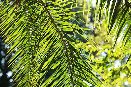 阳光照耀的椰枣树叶热带树干棕榈树梢木头植物蓝色晴天叶子气候图片
