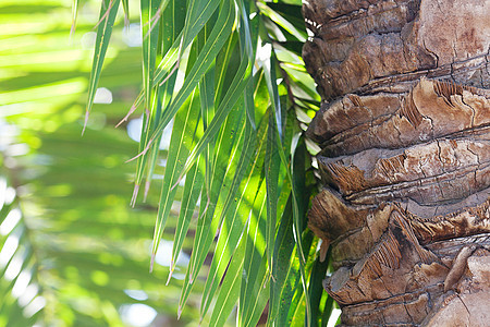 阳光照耀的椰枣树叶池塘蓝色季节木头晴天热带天气假期荒野气候图片