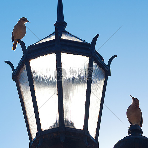 两条旧灯笼和两只鸟对着蓝天灯泡建筑蓝色创造力黑色玻璃街道天空白色夫妻图片