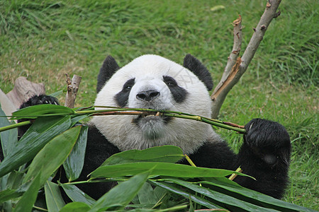 大型熊熊大熊中国梅兰诺莱乌卡岛 中国树叶竹子哺乳动物大熊猫动物绿色黑色熊猫叶子黑色素图片
