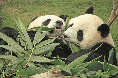 大型熊猫熊 中国竹子动物大熊猫黑色素哺乳动物熊猫黑色图片