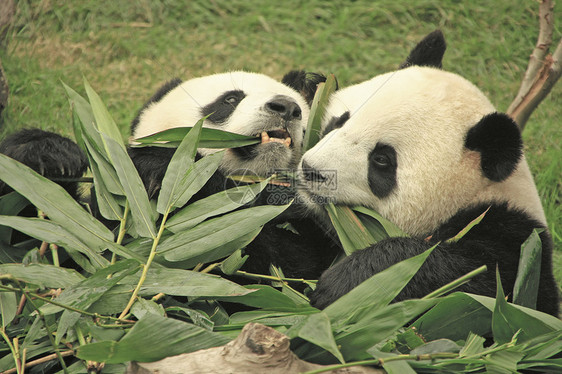 大型熊猫熊 中国竹子动物大熊猫黑色素哺乳动物熊猫黑色图片