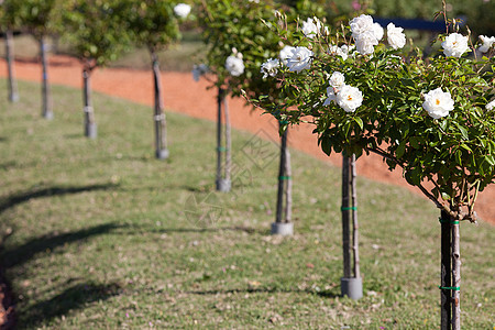 园圃中美丽的玫瑰的本色框架宏观叶子摄影花园水平花瓣订婚脆弱性绿色图片