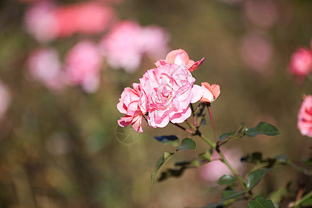 园圃中美丽的玫瑰的本色订婚叶子花园摄影宏观花瓣绿色脆弱性红色框架图片