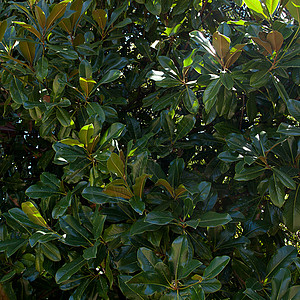 绿树叶的本底背景橡皮植物花园盆栽美丽热带天堂生物学水平哭泣图片