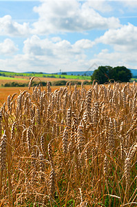 农业农田植物种子地面收获阳光国家粮食晴天收成谷物图片