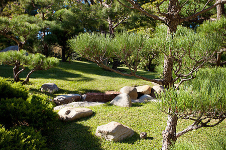 蓝天背景的隐形树和岩石平衡冥想叶子天桥建筑学石头行人森林公园花园图片