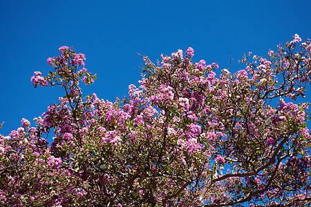 蓝天背景的樱树阳光池塘木头蓝色樱花植物风景美丽水景天空图片