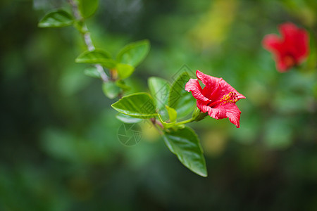 绿树上的中国红玫瑰美丽叶子雌蕊季节木槿园艺紫色热带花园草本植物图片