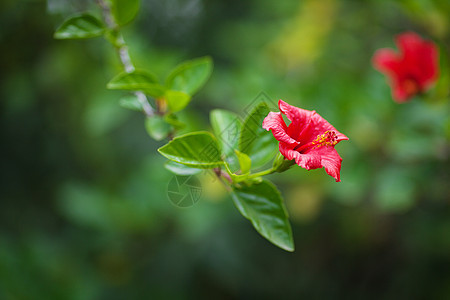 绿树上的中国红玫瑰美丽叶子雌蕊季节木槿园艺紫色热带花园草本植物背景图片