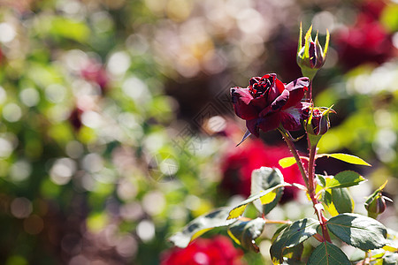 园圃中美丽的玫瑰的本色脆弱性绿色水平叶子花瓣摄影框架红色订婚宏观图片