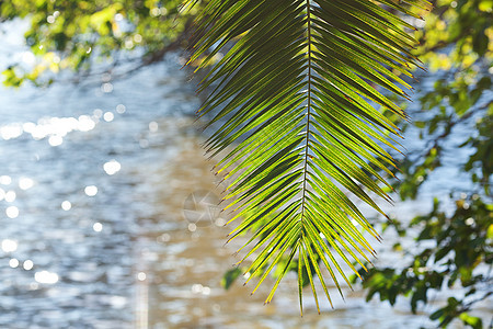 阳光和水中的椰枣树叶图片