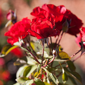 园圃中美丽的玫瑰的本色叶子订婚宏观水平脆弱性花瓣框架绿色花园摄影图片