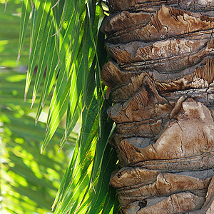 阳光照耀的椰枣树叶树干树梢蓝色植物学晴天天气气候棕榈池塘荒野图片
