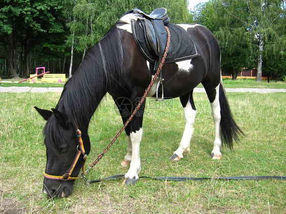 黑色的白马 有马鞍国家鬃毛冻结棕色森林娱乐动物玉米马具农场图片