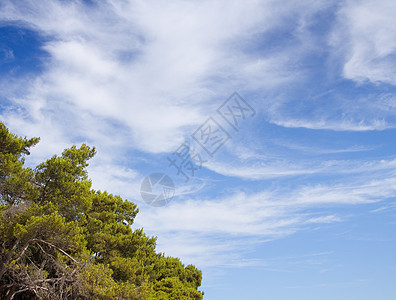 松树美丽绿色天空植物群风景蓝色植物水平图片