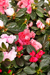 Azalea闪光植物绿色水壶叶子晴天红色窗台平衡花盆粉色图片