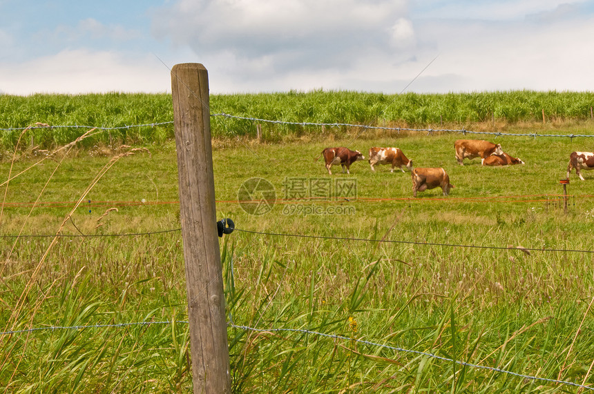 迷宫 魔草栅栏燃料哺乳动物铁丝网农业场地农场全景牛奶动物图片