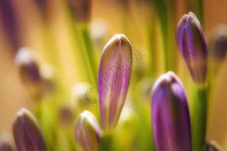 鲜花花园黄色花店紫色美丽宏观花瓣园艺植物群植物图片