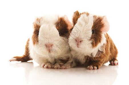 婴儿实验性小猪白色耳朵胡须新生头发毛皮沙鼠仓鼠反射动物图片