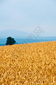 小麦 小麦森林天空酒吧全景牧歌宏观爬坡谷物饮食稀饭图片