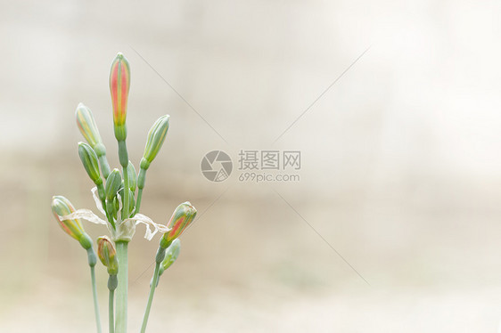 希普特伦混血体百合植物群女士植物学植物花粉圆柱形管子生长花瓣图片