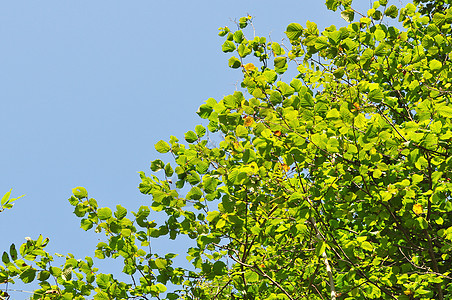 植树植物树叶植被绿色叶子天空树梢图片