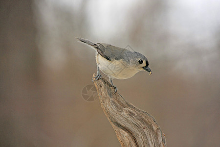 塔托式 Titmouse Baeolophus 双色簇绒山雀图片