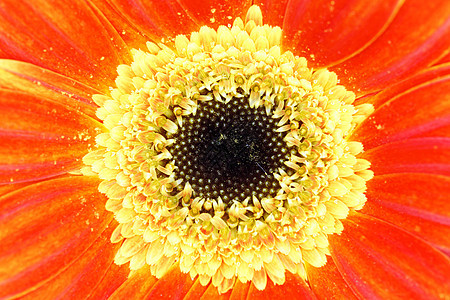 Gerbera 特写图片